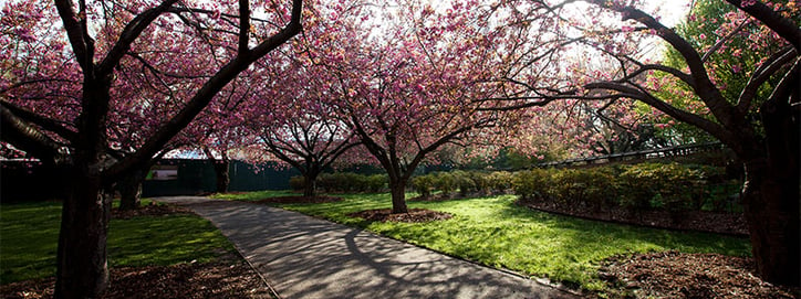 Brooklyn Botanic Garden